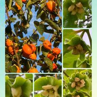 サザンカ,トリカブト,リンドウ,カキ,イトソマの画像