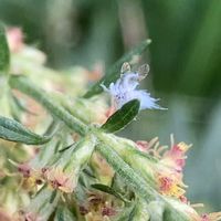 ヨモギ,野草,ワタムシ,❀白の幻想❀の画像