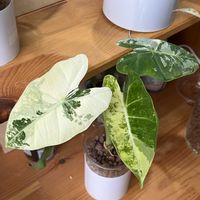 アロカシア,アロカシア,観葉植物,ハイドロカルチャー,復活の画像