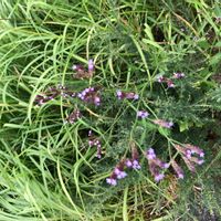 アレチハナガサの画像