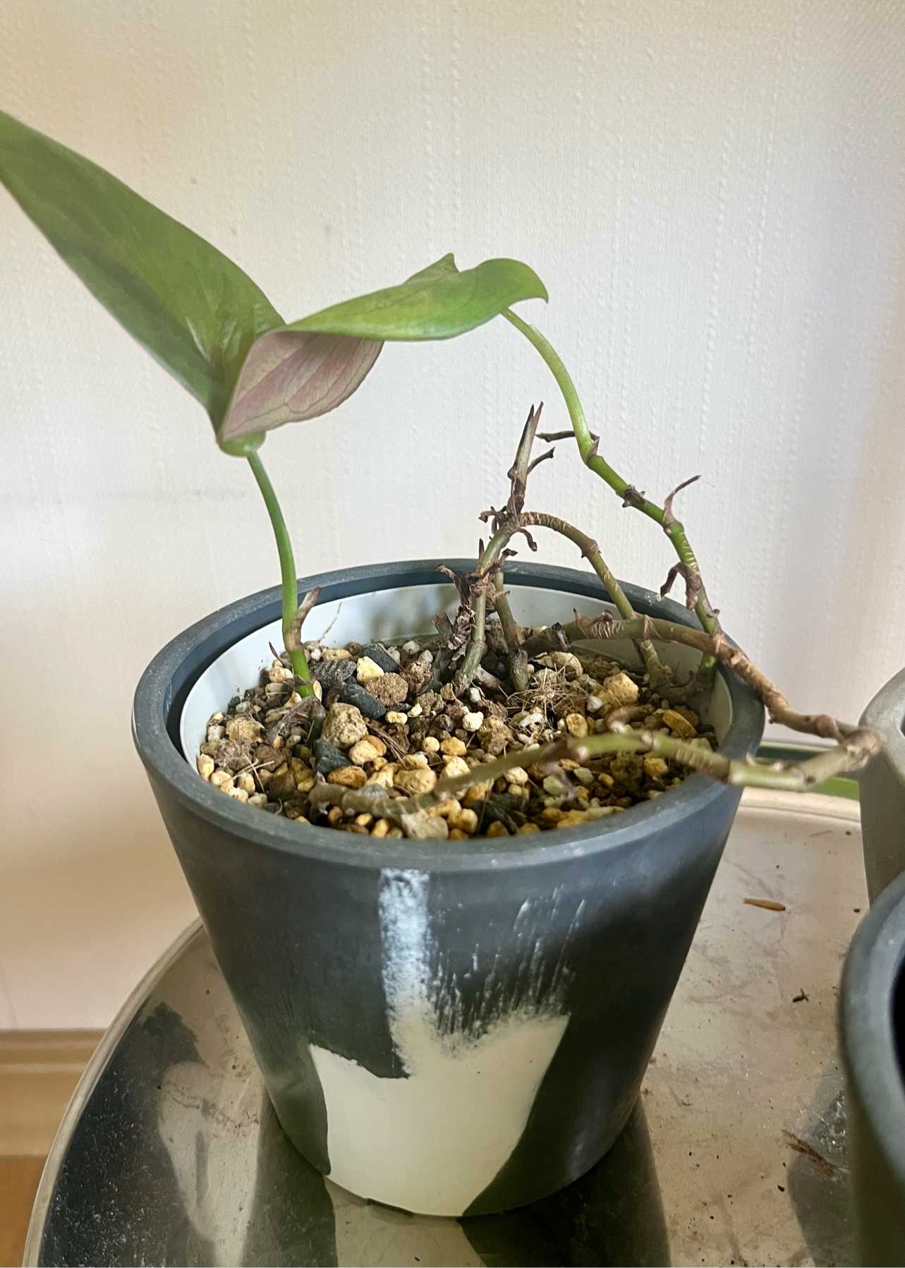 うちのシンゴニウムその1 まとめ｜🍀GreenSnap（グリーンスナップ）