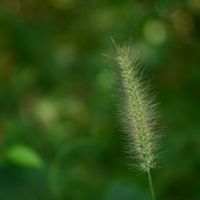 エノコログサの画像