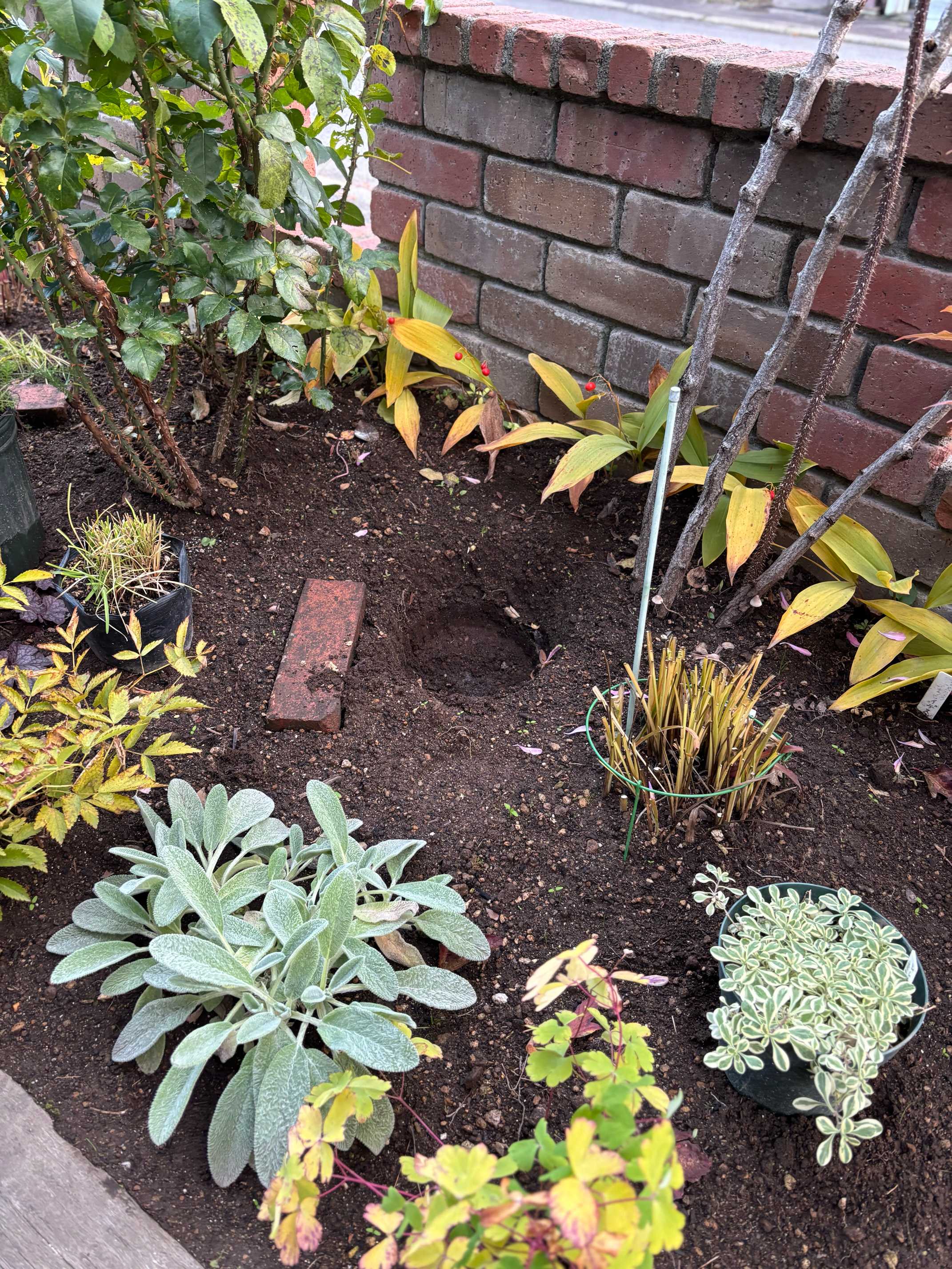 フロックスオープニングアクトピンクアドットの成長(PWアンバサダー