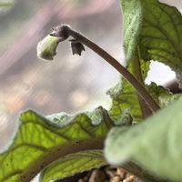 ストレプトカーパス,バラ,ヘチマ,太秋柿,富有柿とにゃんこの画像