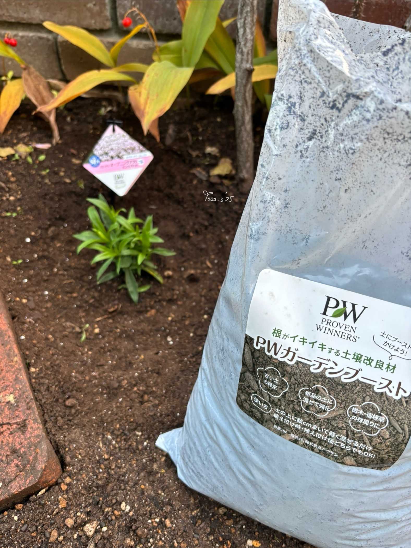 フロックスオープニングアクトピンクアドットの成長(PWアンバサダー