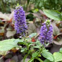 ベロニカの画像