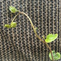 ツルムラサキ,チーム岐阜,ハロウィン月間,ニョロン(26日)の日,秘密の花園♡の画像