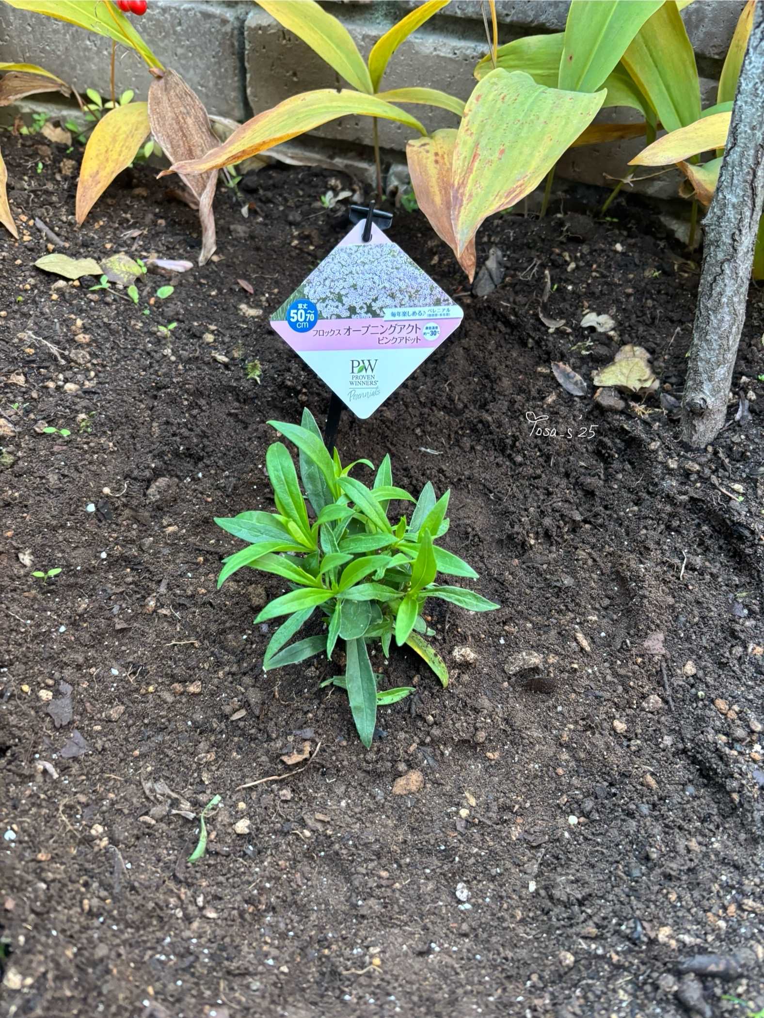 フロックスオープニングアクトピンクアドットの成長(PWアンバサダー