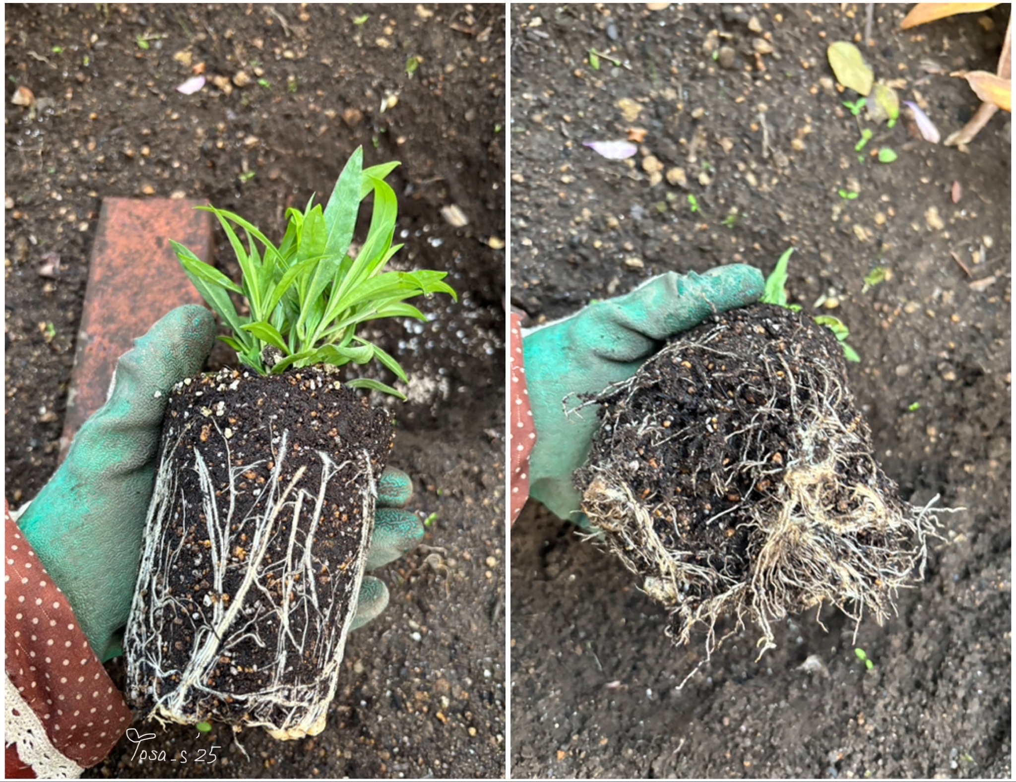 フロックスオープニングアクトピンクアドットの成長(PWアンバサダー