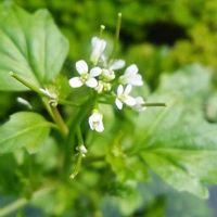 タネツケバナ,お出かけ先の画像