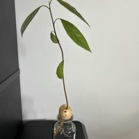 アボカド,アボカド,水耕栽培,キッチンの画像