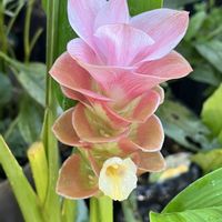 クルクマの画像