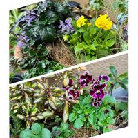 シュウメイギク,ランタナ,ビオラ　ラブラドリカ,ビオラ ミルフル,シュウメイギク  ハドスペンの画像