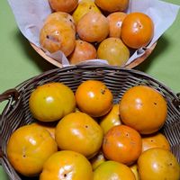 カキ,ファング,カランコエファング,今日のお花,繋がりに感謝✨の画像