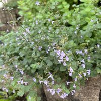 アップルミント,カラミンサ,平和な世界,お花や植物は癒し♡,被災地の復旧..復興..を願いますの画像
