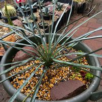 ユッカ,ユッカ フィリフェラ,ユッカ属,ドライガーデンの画像