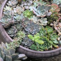 寄せ植え,多肉植物,カット苗,紅葉（こうよう）,放置多肉の画像