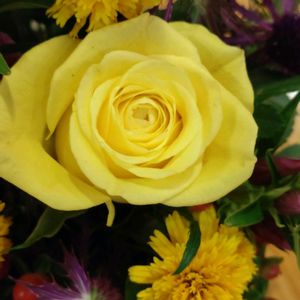 鉢植え,ガーデニング,花束,散策,お祝い花の画像