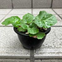 ユキノシタ,ユキノシタ,豆盆栽,山野草記録 byとろろん,玄関の画像