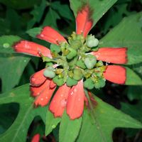 ショウジョウソウの画像