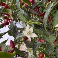 とうがらしの画像