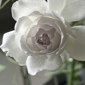 バラ　ガブリエル,河本ローズ,バラを楽しむ,バラが好き,バラがある暮らしの画像