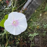 ヒルガオの画像