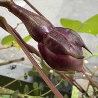 ヨルガオの画像