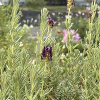 フレンチラベンダー,GS9年生,庭の画像