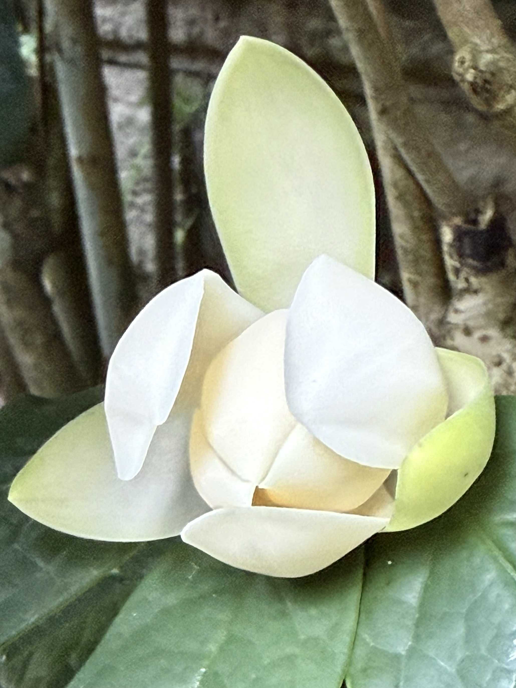 トキワレンゲの一覧｜🍀GreenSnap（グリーンスナップ）