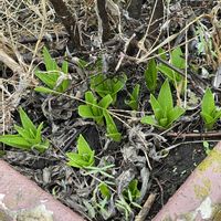 シラー,新芽,ご近所,iPhone撮影,犬とお散歩の画像