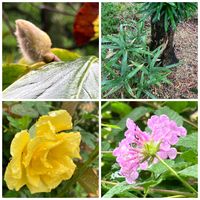 ウメ,シラン,ダルマギク,ナス,バラの画像