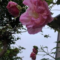 酔芙蓉,菊芋の画像