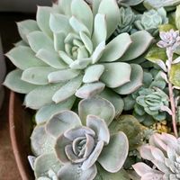 センペルビブム属,ティッピー,ブルーサプライズ,センペルビウム,多肉植物の画像