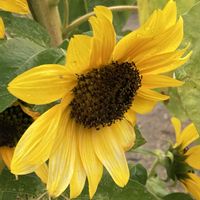 ヒマワリ,お出かけ先にての画像