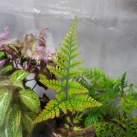 ダバリア　ラビットフッド,ダバリア　ラビットフッド,苔テラリウムの画像