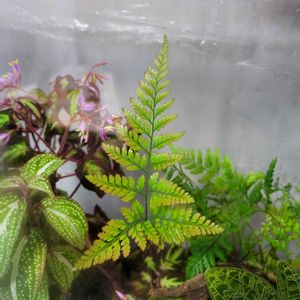 ダバリア　ラビットフッド,ダバリア　ラビットフッド,苔テラリウムの画像