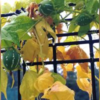 ガジュマル,オキナワスズメウリ,庭の画像