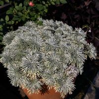 アサギリソウ,山野草,シルバーリーフ,暮らしを楽しむ,みどりのある暮らしの画像