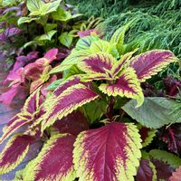 コリウス,ノリタケの森,ツタの画像