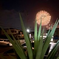 ユッカ,ユッカエレファンティペス,観葉植物,ドライガーデンの画像