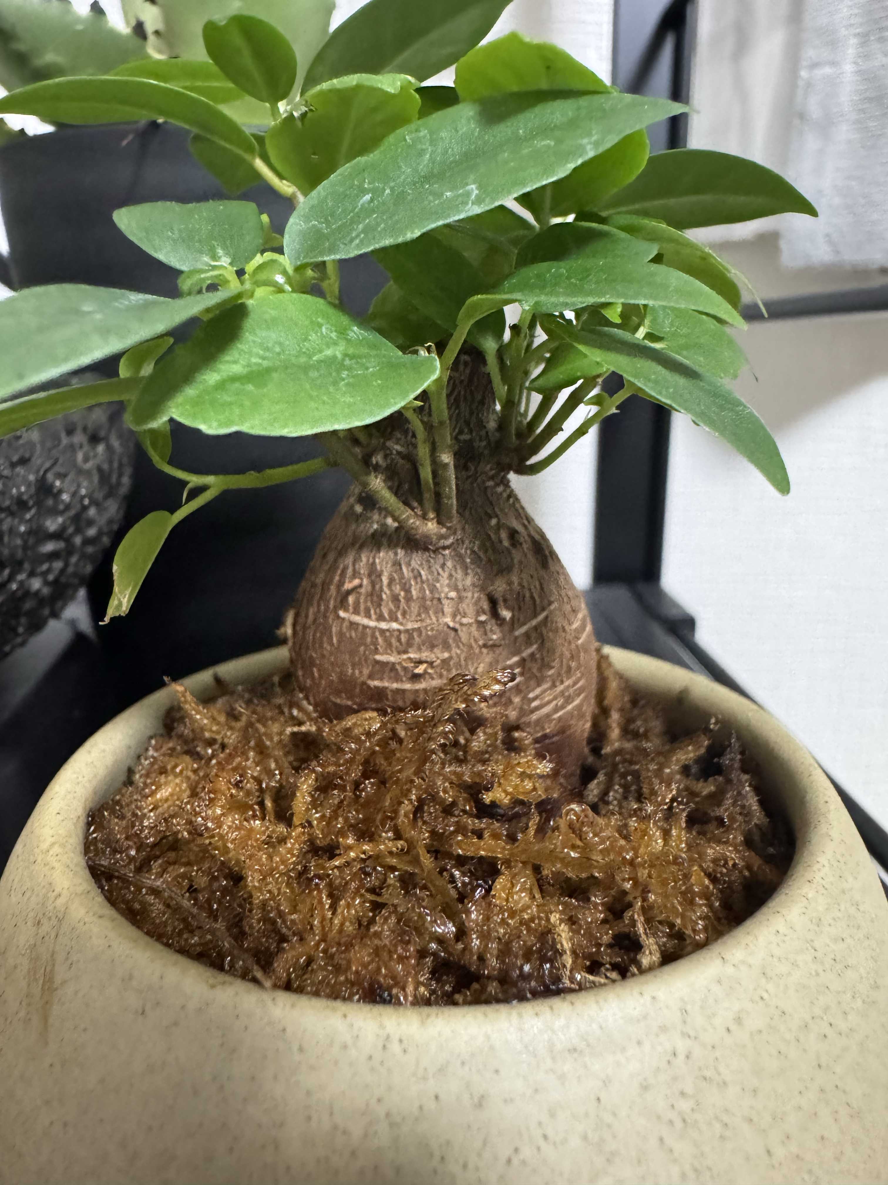 塊根植物(コーデックス)とは｜レアで人気の種類は？育て方のコツ