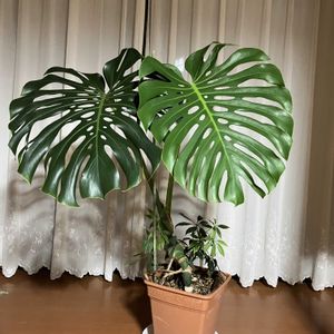モンステラ,モンステラ,モンステラ デリシオーサ,観葉植物,鉢植えの画像