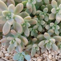 花うらら,トランペットピンキー,ティッピー×花うらら,エケベリア属,ゴスるんエケベリアの画像