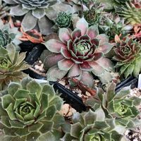 センペル,センペルビブム属,センペルビウム,多肉植物,センペルビブムの画像