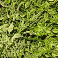 ダイギンリュウ,観葉植物,癒し,インテリアグリーン,珍奇植物の画像