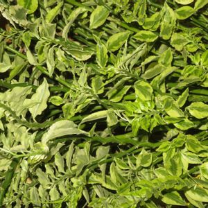 ダイギンリュウ,観葉植物,癒し,インテリアグリーン,珍奇植物の画像