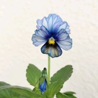 ビオラ,メゾンドビオラ,メゾン ド ビオラ 歌劇☆スター,ベランダガーデン,花のある暮らしの画像