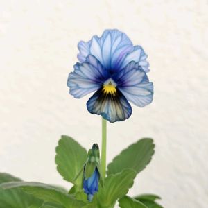 ビオラ,メゾンドビオラ,メゾン ド ビオラ 歌劇☆スター,ベランダガーデン,花のある暮らしの画像