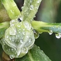 ミツマタ,お花は癒し,花が好き❤,☆携帯撮影☆の画像